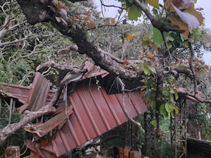 A large tree branch has fallen on a corrugated metal roof, causing significant damage. The roof panels are bent and torn. Surrounding the structure are dense trees and foliage with lush green leaves.