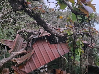 A large tree branch has fallen on a corrugated metal roof, causing significant damage. The roof panels are bent and torn. Surrounding the structure are dense trees and foliage with lush green leaves.