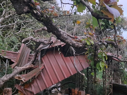 A large tree branch has fallen on a corrugated metal roof, causing significant damage. The roof panels are bent and torn. Surrounding the structure are dense trees and foliage with lush green leaves.