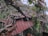 A large tree branch has fallen on a corrugated metal roof, causing significant damage. The roof panels are bent and torn. Surrounding the structure are dense trees and foliage with lush green leaves.