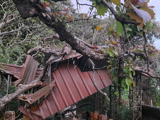 A large tree branch has fallen on a corrugated metal roof, causing significant damage. The roof panels are bent and torn. Surrounding the structure are dense trees and foliage with lush green leaves.