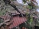 A large tree branch has fallen on a corrugated metal roof, causing significant damage. The roof panels are bent and torn. Surrounding the structure are dense trees and foliage with lush green leaves.