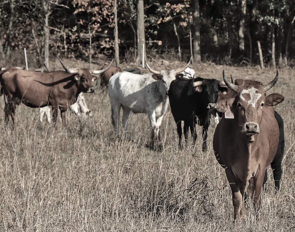 herd of cow on brown grass field during daytime