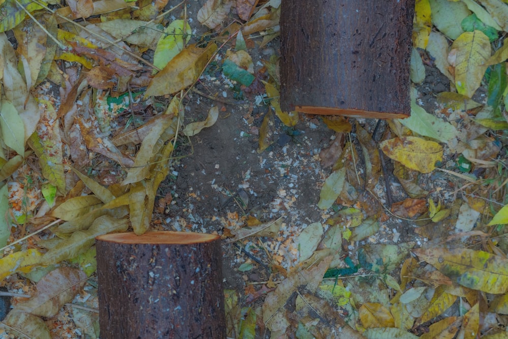 brown wooden box on brown tree trunk