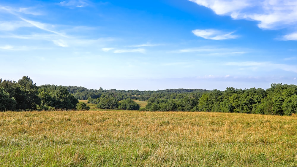 green grass field near green trees under blue sky during daytime