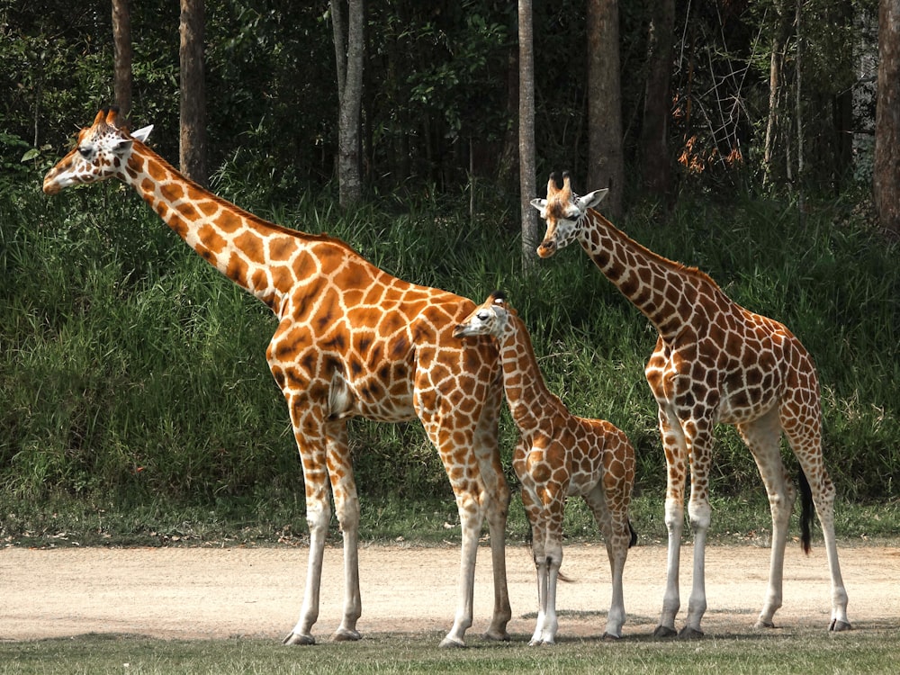 brown giraffe standing on gray concrete road during daytime