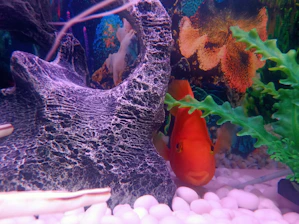 Close-up of colorful coral and aquatic plants highlighting natural textures and colors in a home aquarium