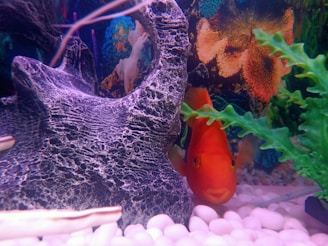 A vibrant aquarium scene features a bright orange fish swimming near a textured rock with a dark, intricate surface. Green, leafy aquatic plants add contrast, and colorful corals in the background contribute to the lively underwater environment.