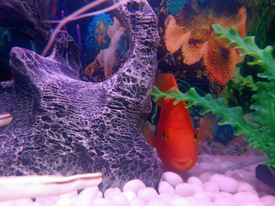 Close-up of colorful coral and aquatic plants highlighting natural textures and colors in a home aquarium