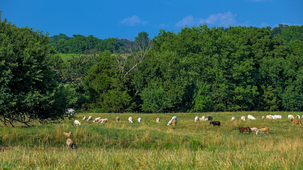 herd of sheep on green grass field during daytime