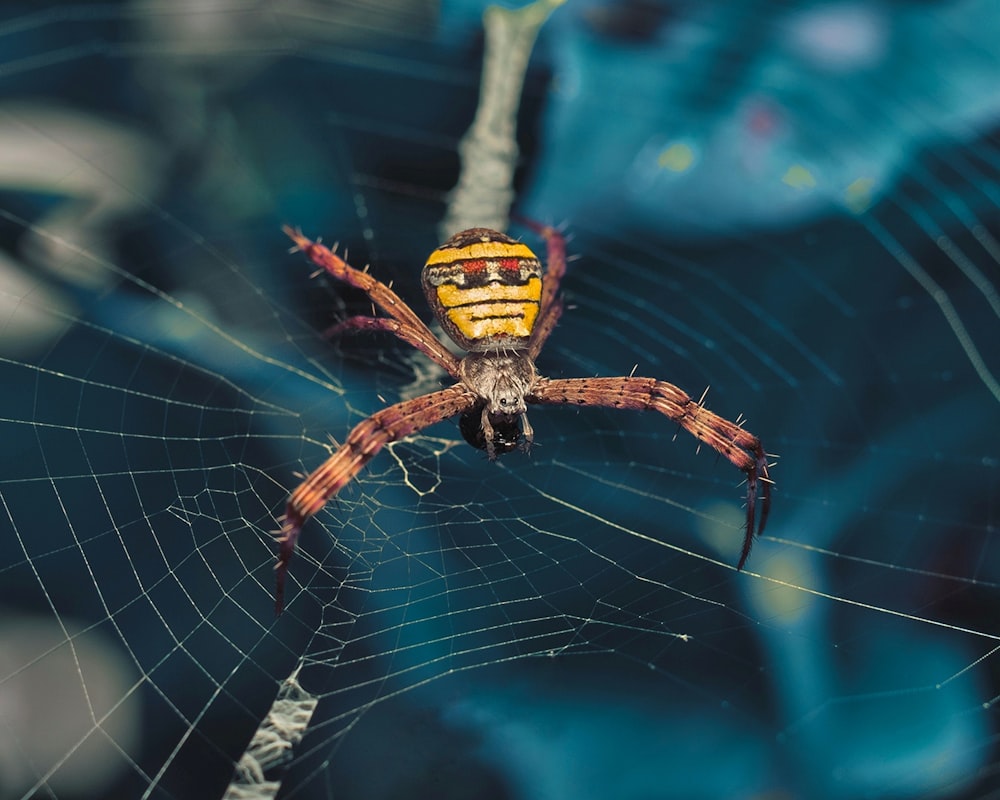 yellow and black spider on web in close up photography