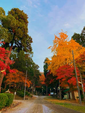 A peaceful shot of the autumn foliage at Nami Island with colorful trees lining the path.