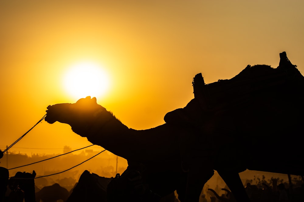 silhouette of people riding horses during sunset