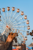 brown horse on black metal cage