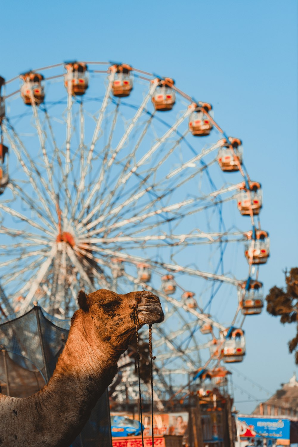 brown horse on black metal cage