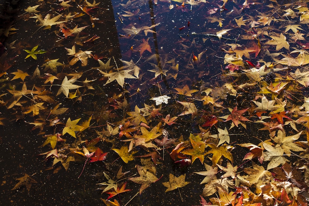 brown leaves on blue box