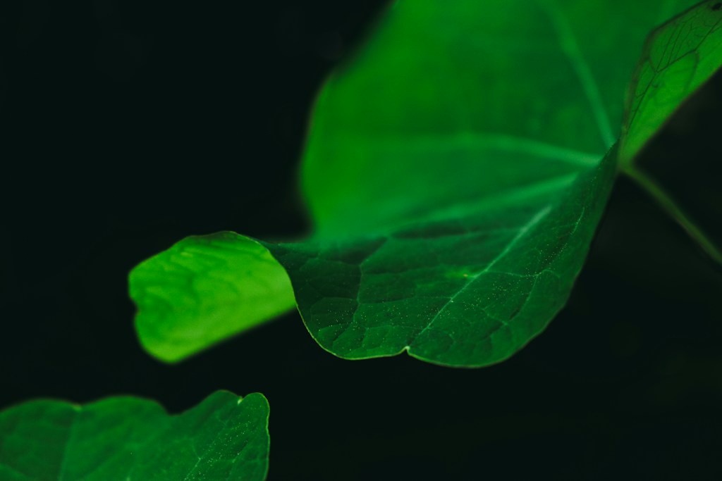 La planta