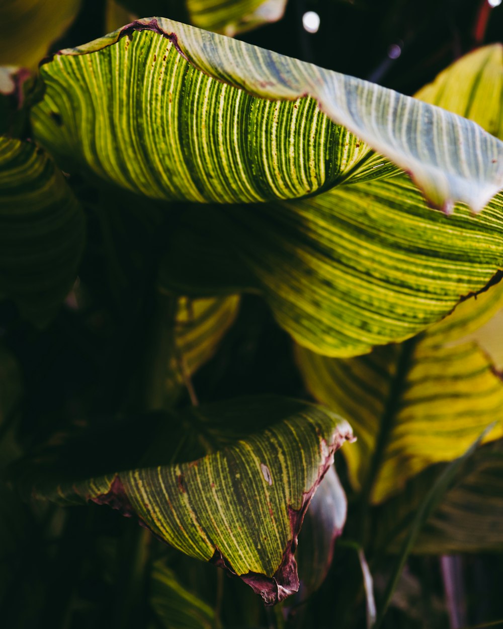 green and yellow leaves in close up photography