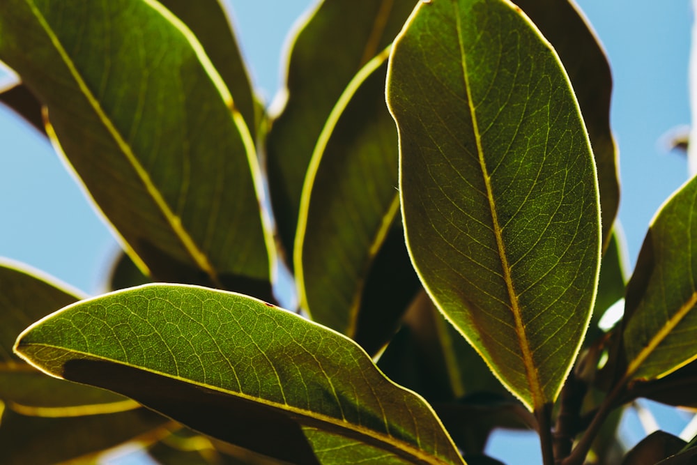 green leaves in close up photography