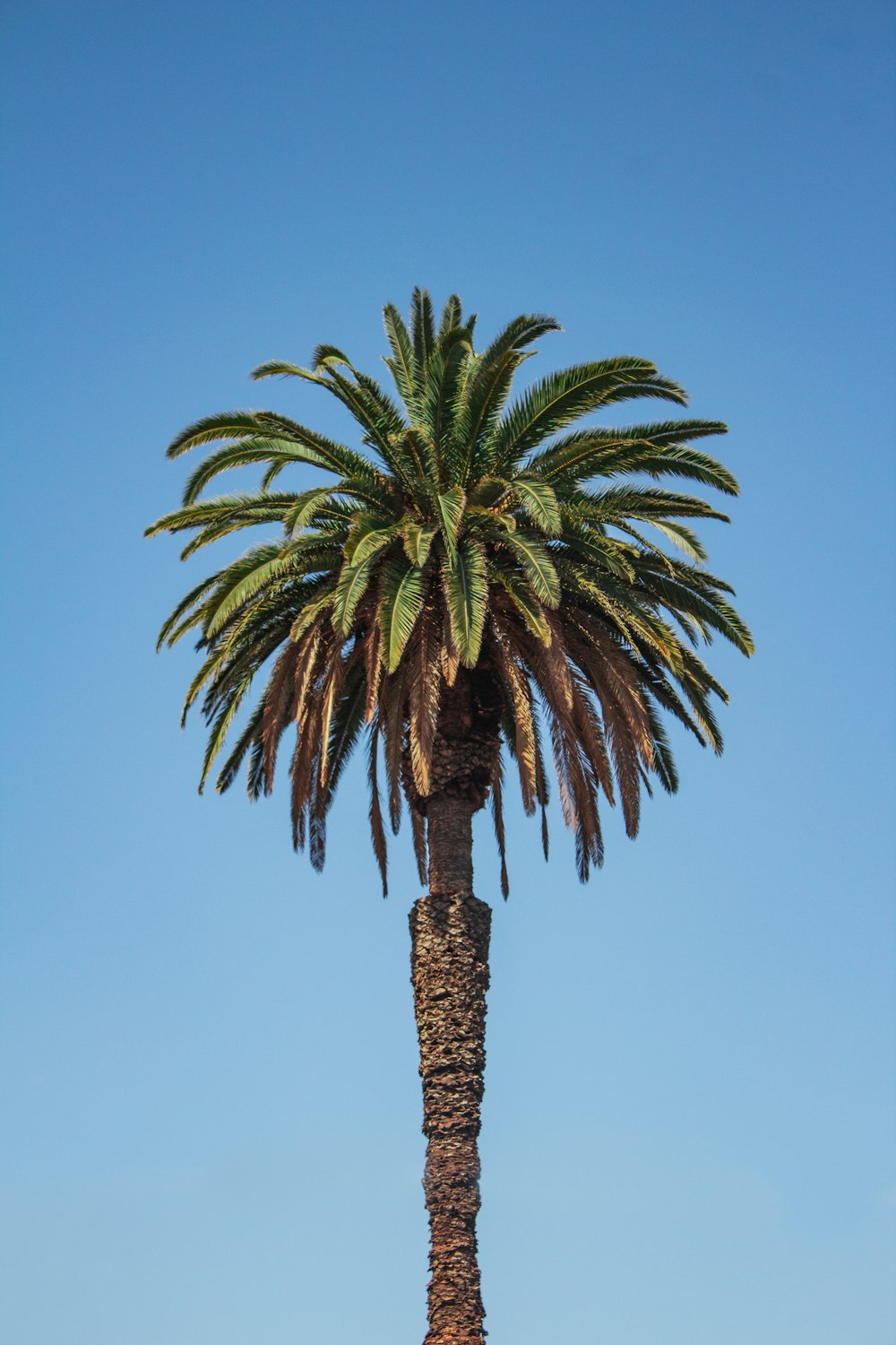 Palmera verde bajo el cielo azul durante el día