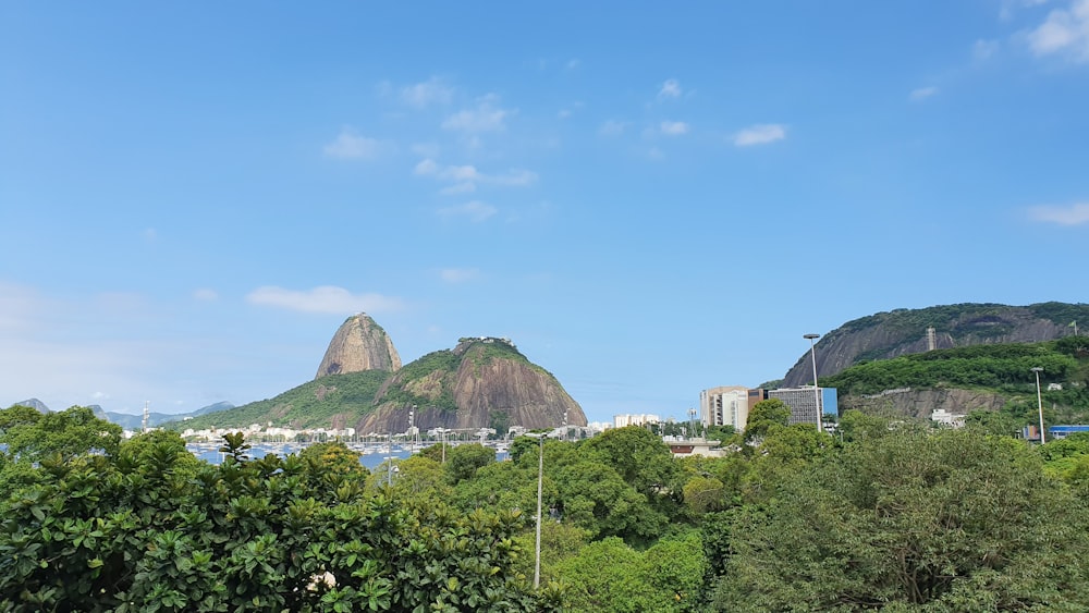 árvores verdes perto do corpo de água durante o dia