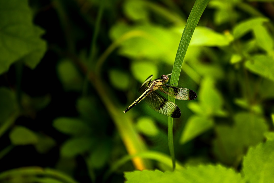 green and black dragonfly perched on green leaf in close up photography during daytime