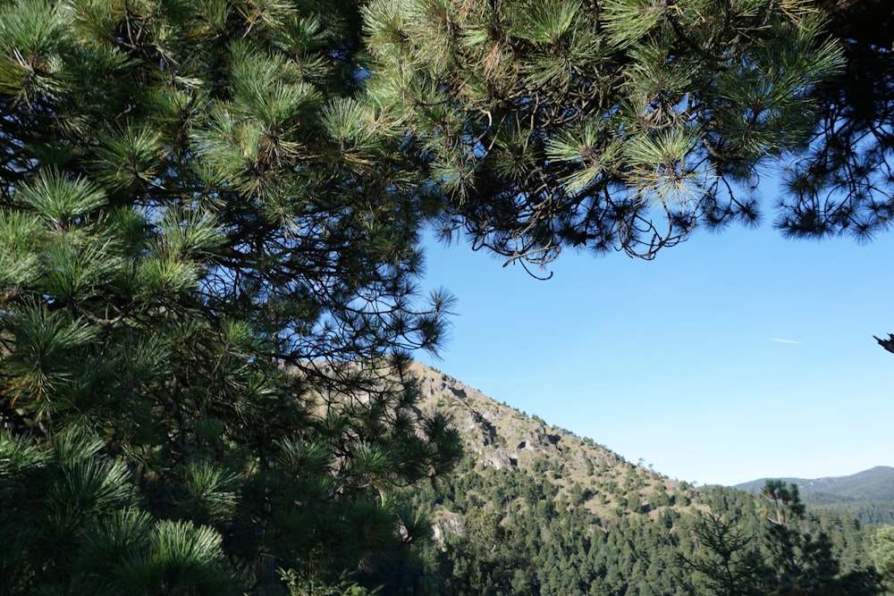 green tree on gray mountain under blue sky during daytime