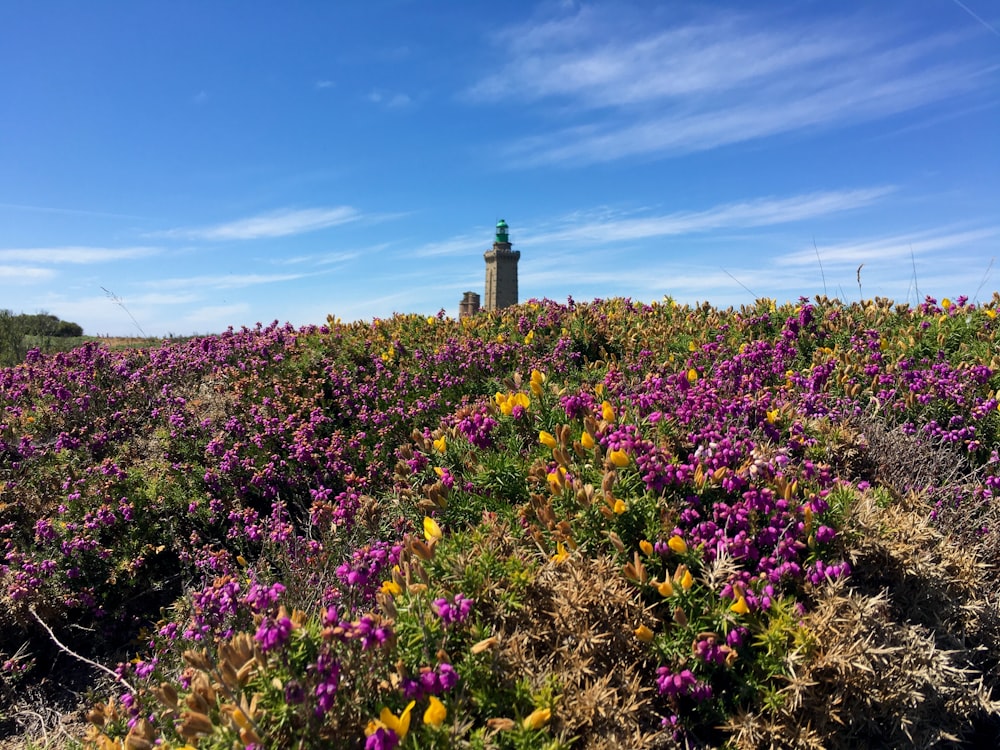 purple and yellow flower field under blue sky during daytime