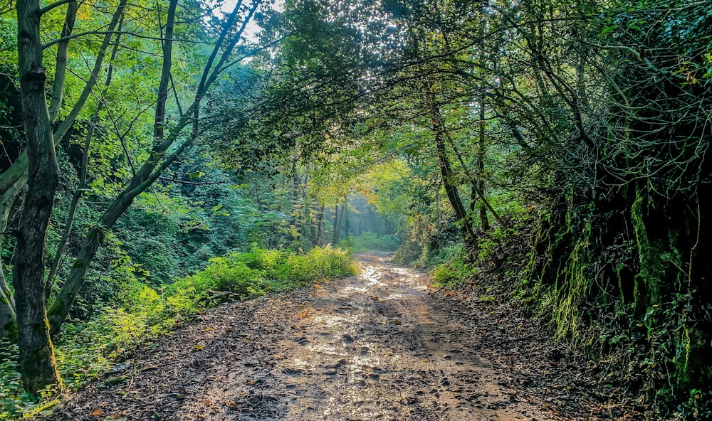 brown dirt road between green trees during daytime