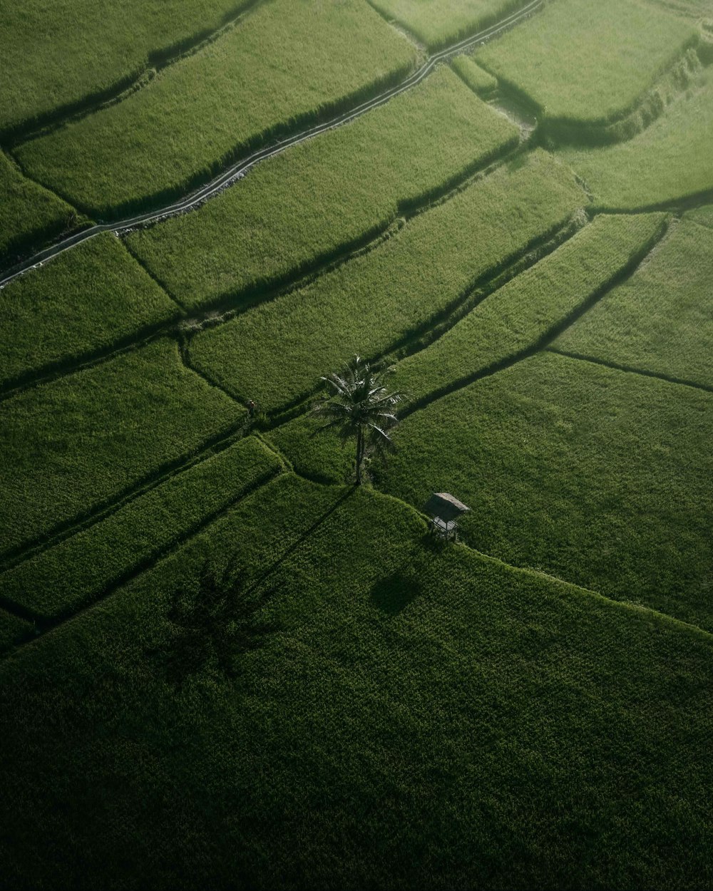 green grass field during daytime