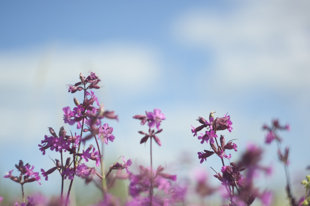 pink flowers in tilt shift lens