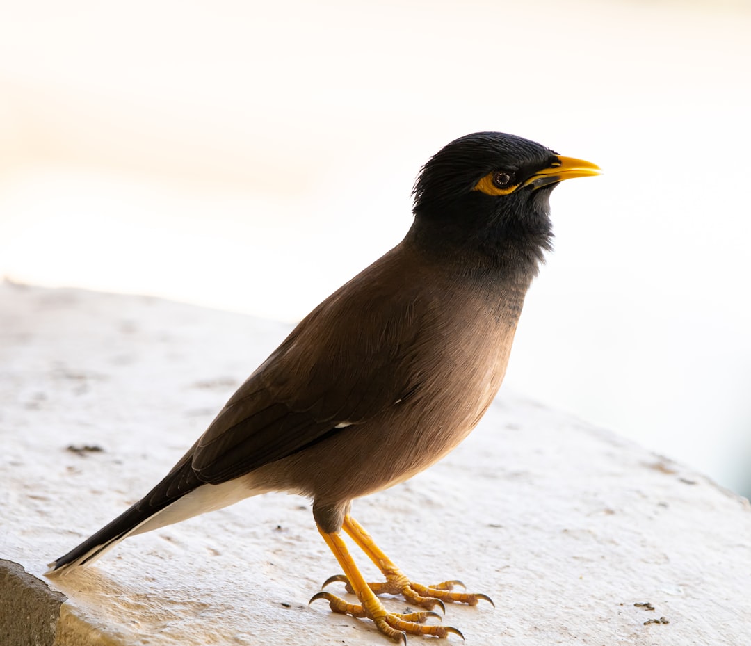 brown and black bird on white snow during daytime