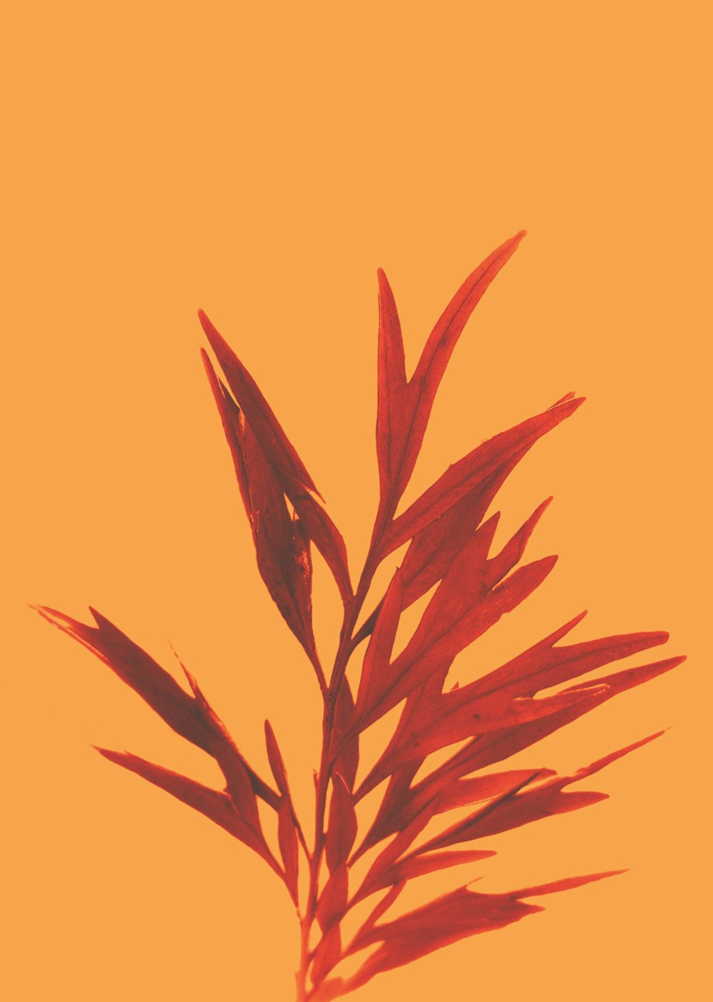 red leaf plant in yellow background