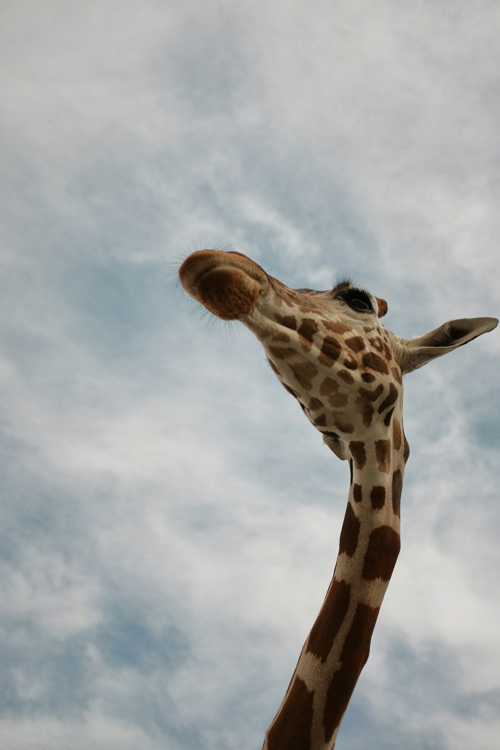 giraffe under white cloudy sky during daytime