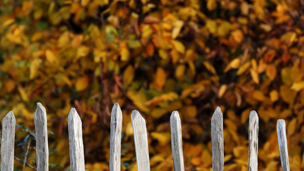 white wooden fence near brown and green leaves