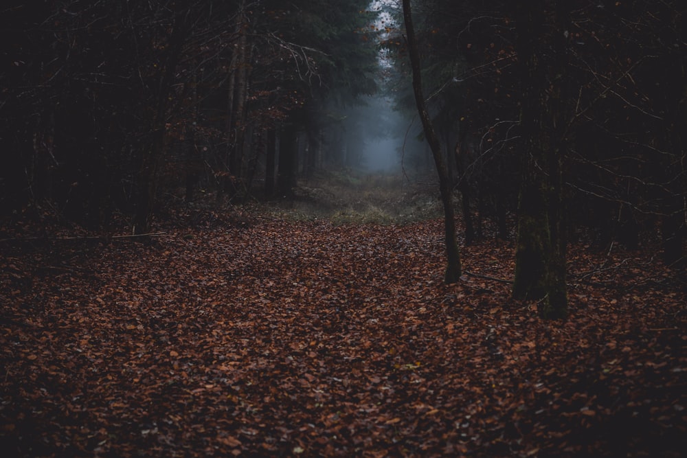 brown dried leaves on ground