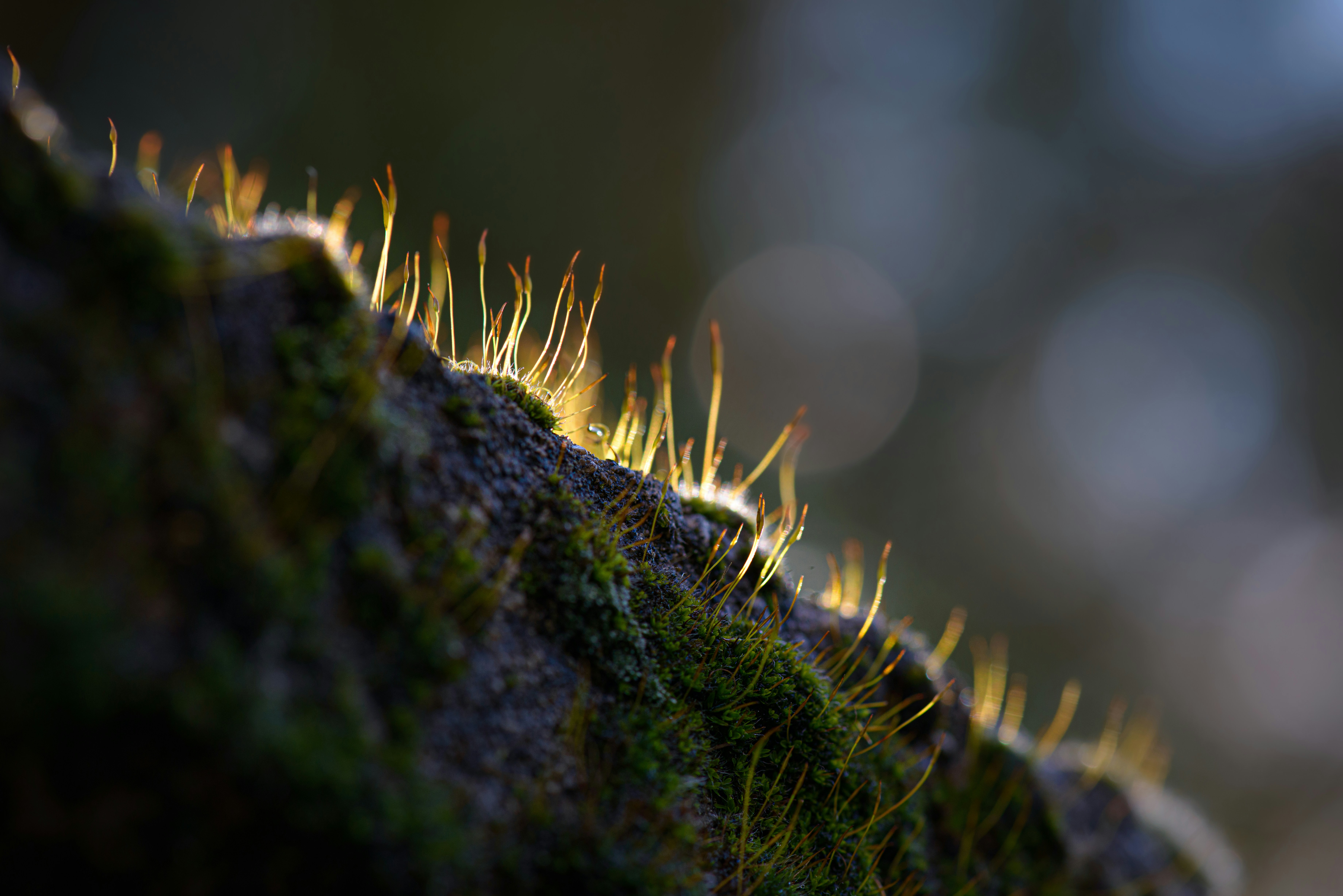 Photo by giuliomagnifico