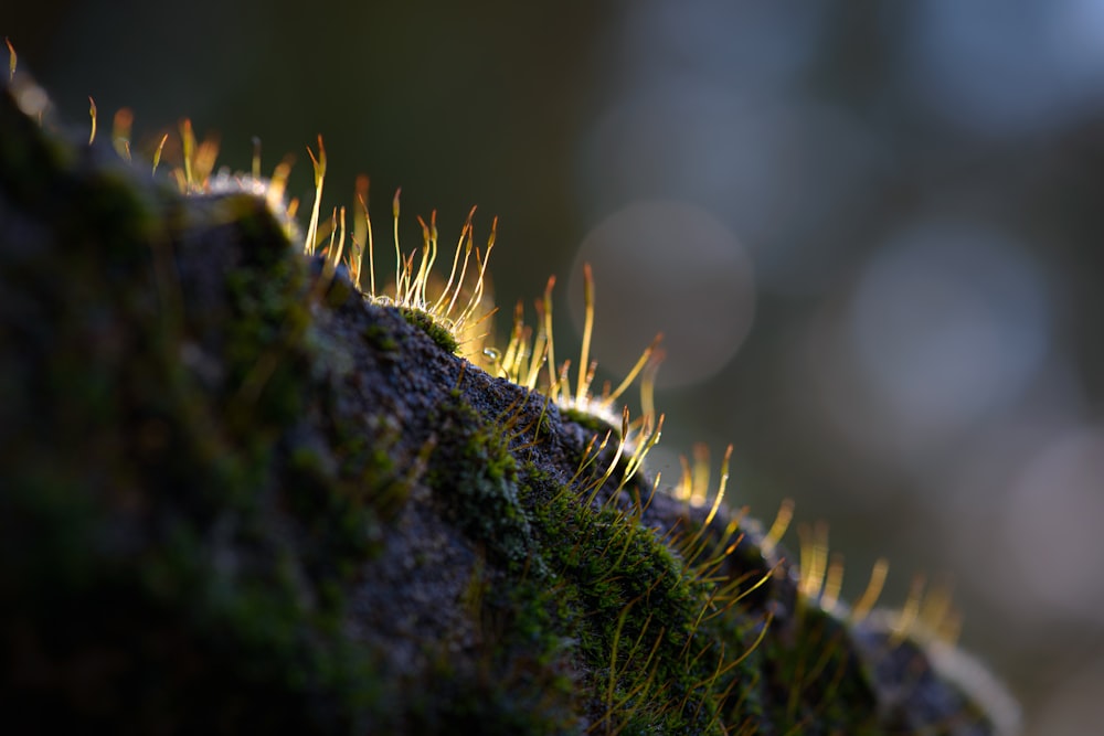 green grass with water droplets