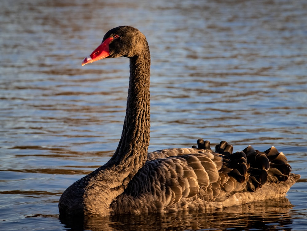 Anatra nera sull'acqua durante il giorno