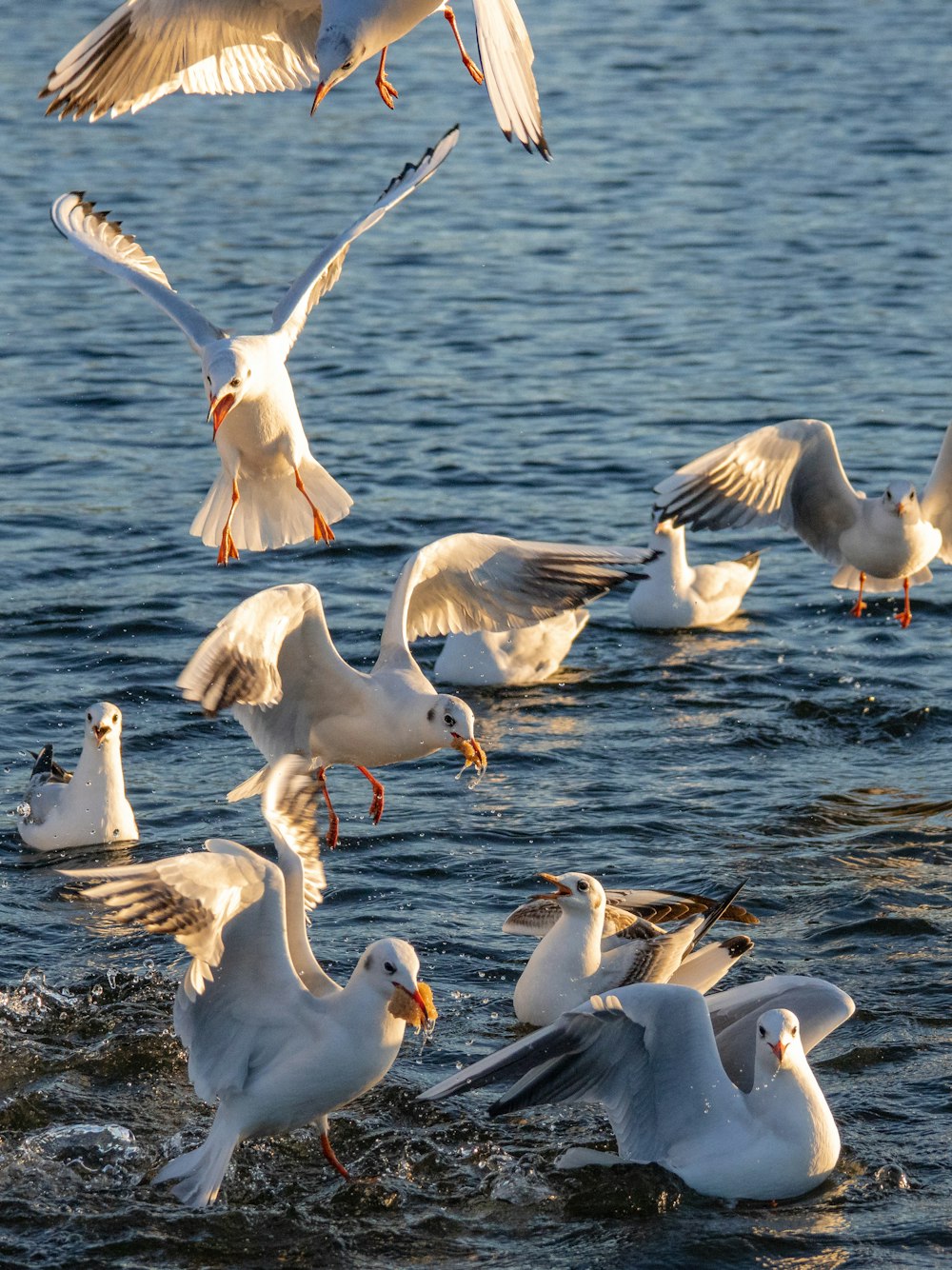 white birds on body of water during daytime