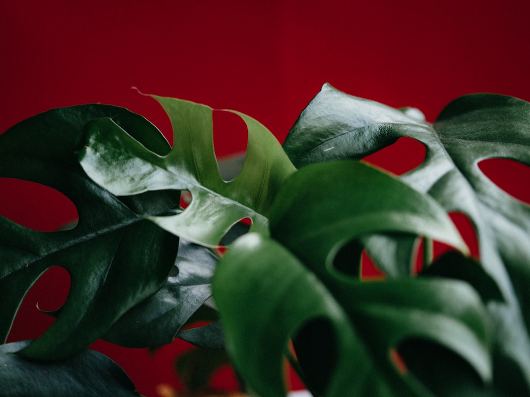 green plant in red background