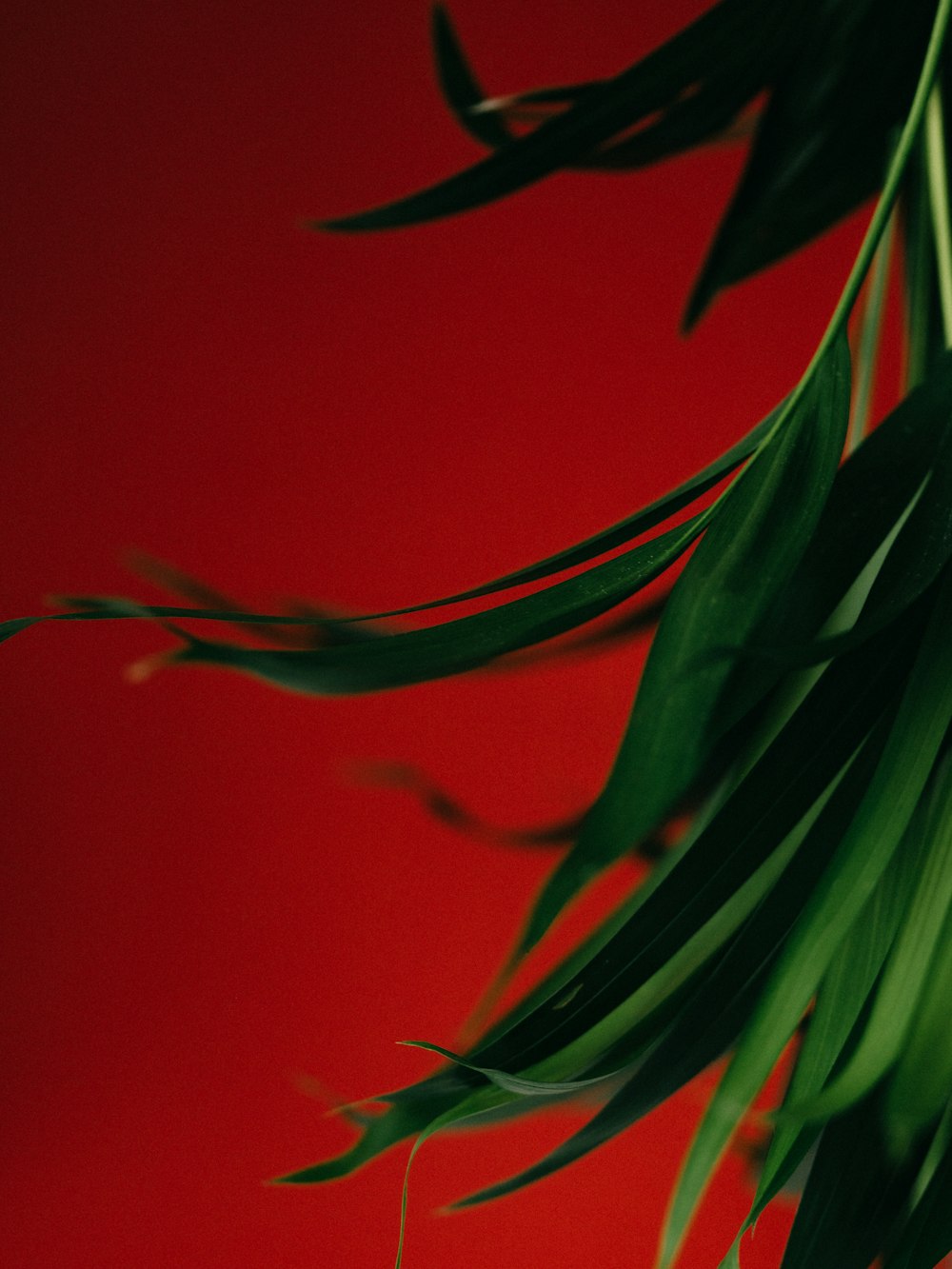 green plant on red background