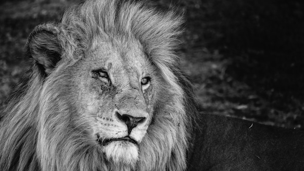 lion lying on black textile