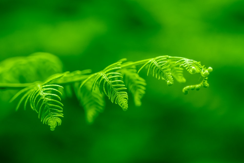 green leaf in macro photography