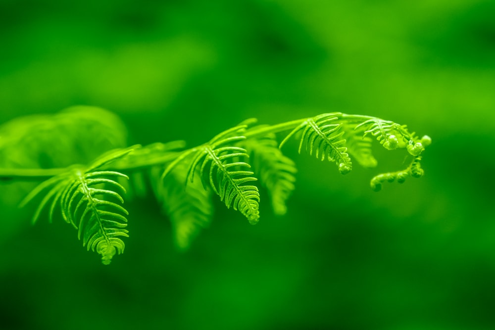 foglia verde nella fotografia macro