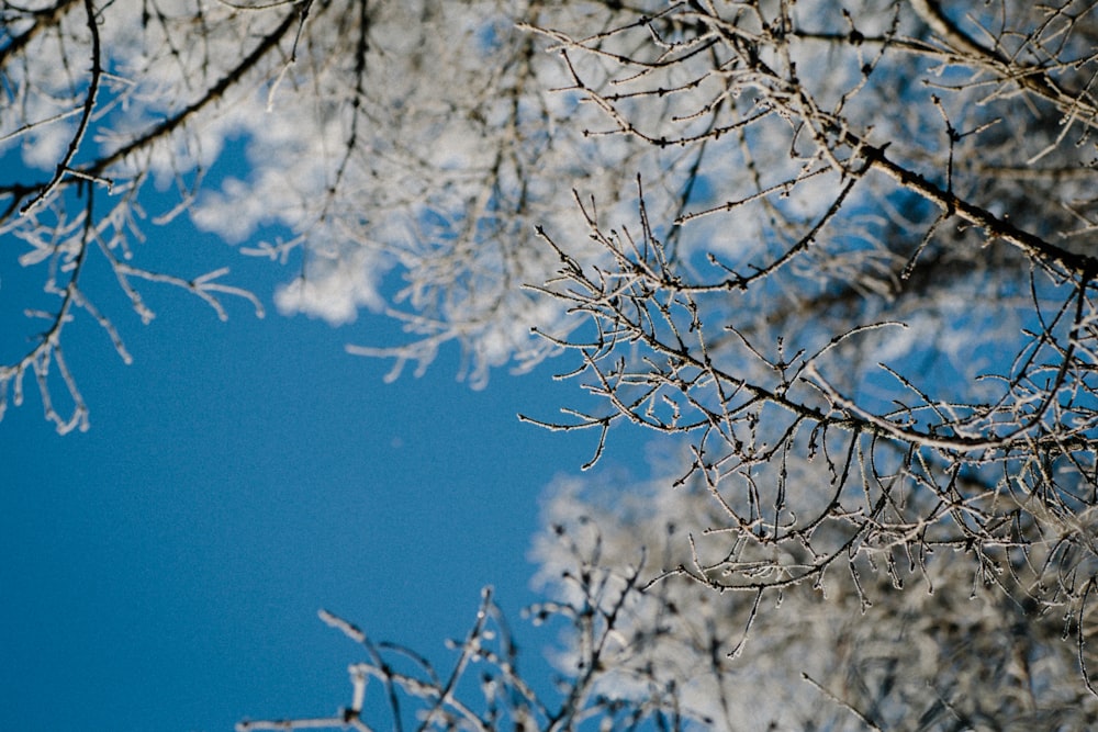 white and brown tree under blue sky during daytime