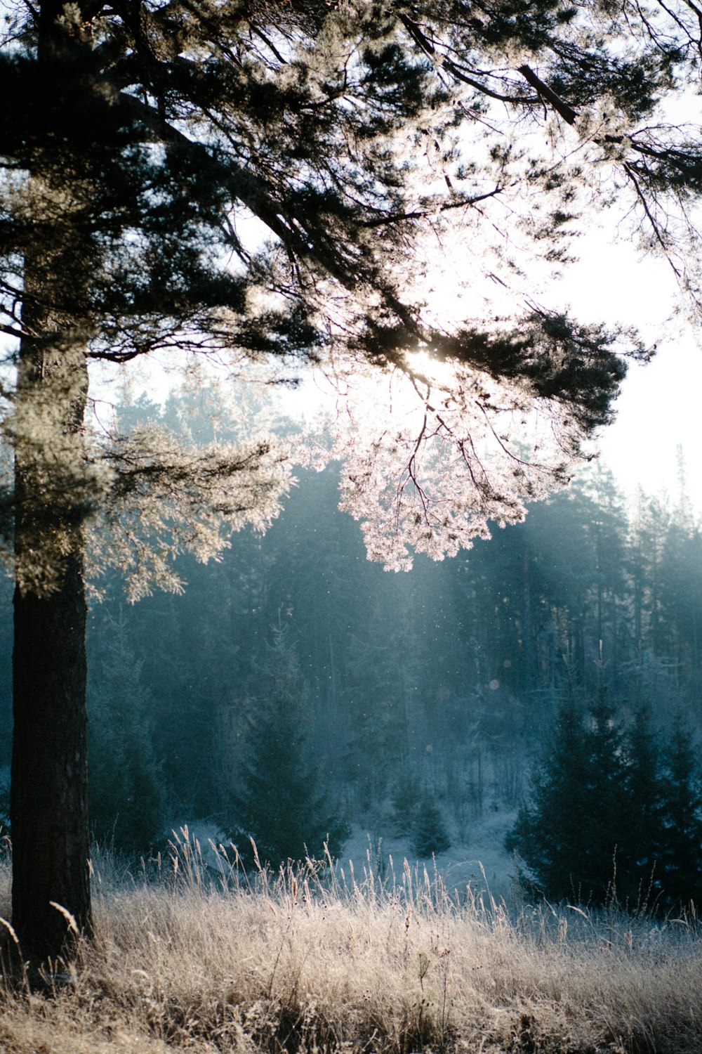 brauner Baum mit grünen Blättern