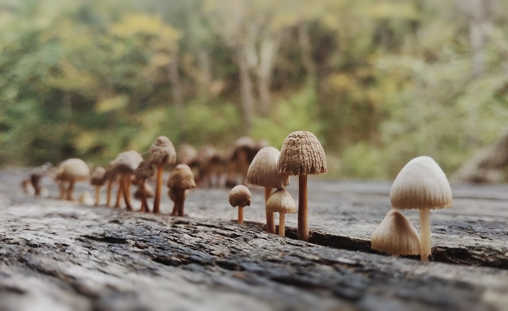 brown mushrooms on brown wooden surface