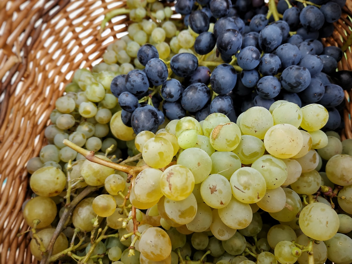 Vigne de Sauvignon Blanc avec grappes vert pâle au soleil