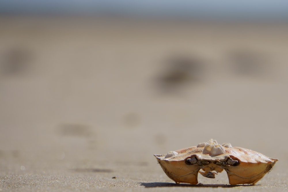 brown and white seashell on brown sand during daytime